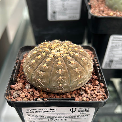 Gymnocalycium pseudoragonesei