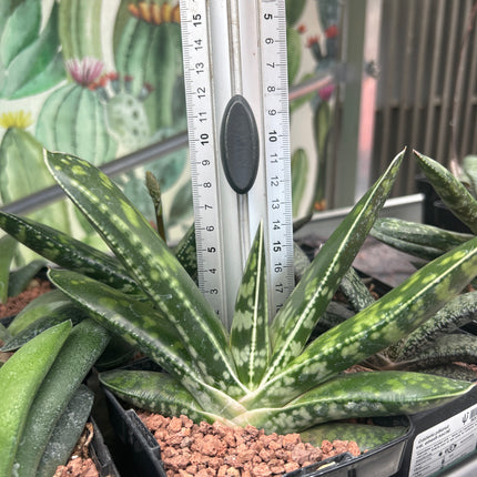 Scharfe Gasteria