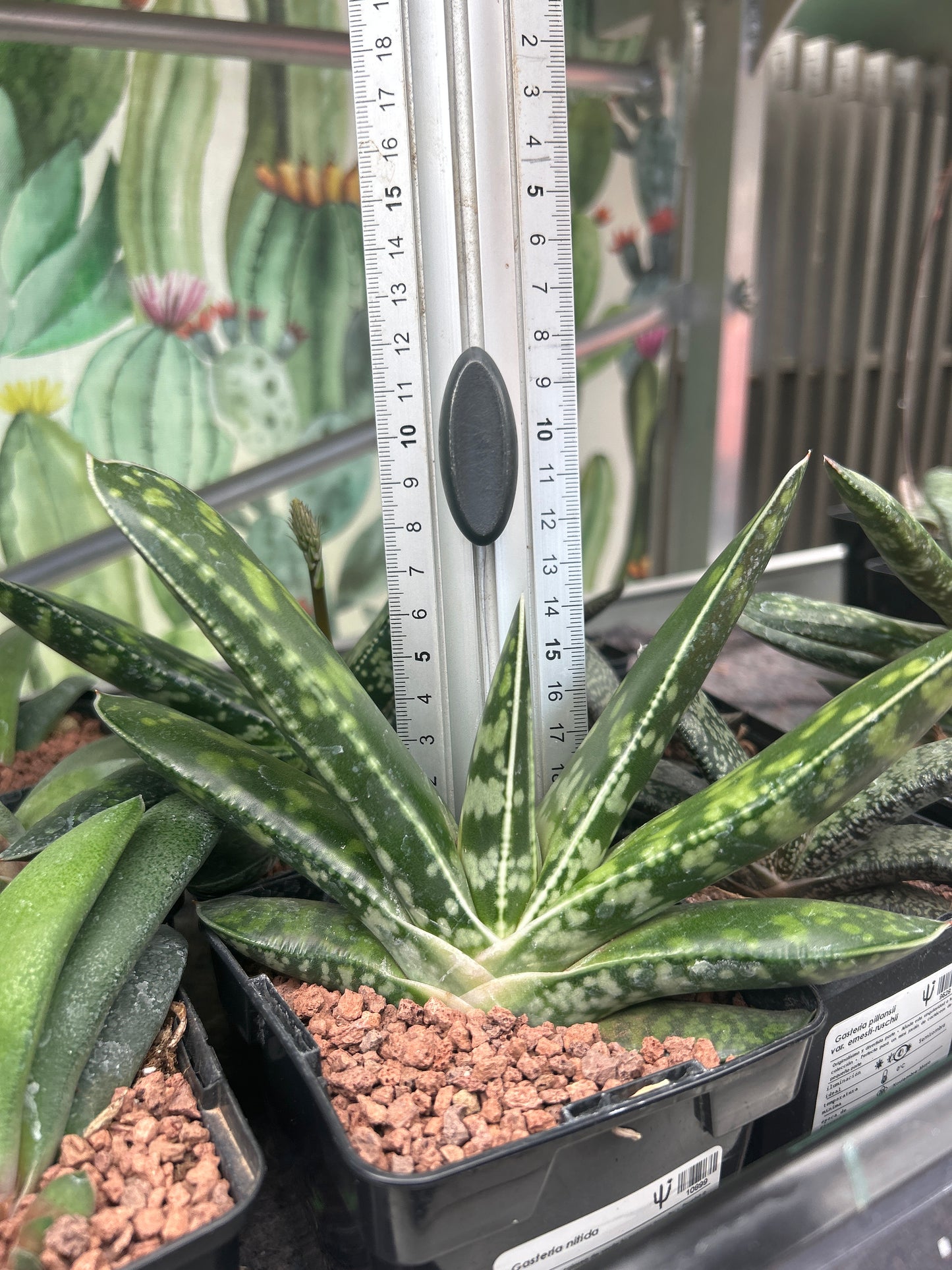 Gasteria nitida