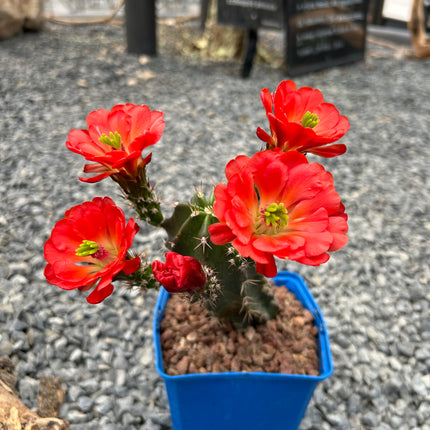 Echinocereus triglochidiatus