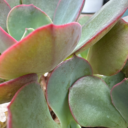 Echeveria subcorymbosa Lau 030 | La roseta de rubís de la Mixteca