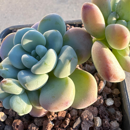 Graptopetalum amethystinum | Piedras de Amatista