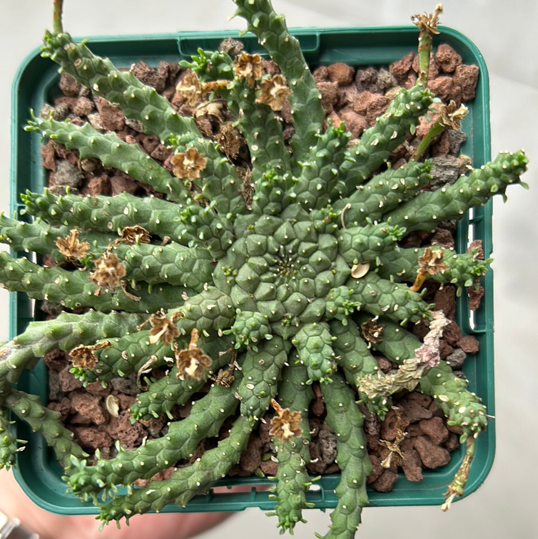 Euphorbia gorgonis