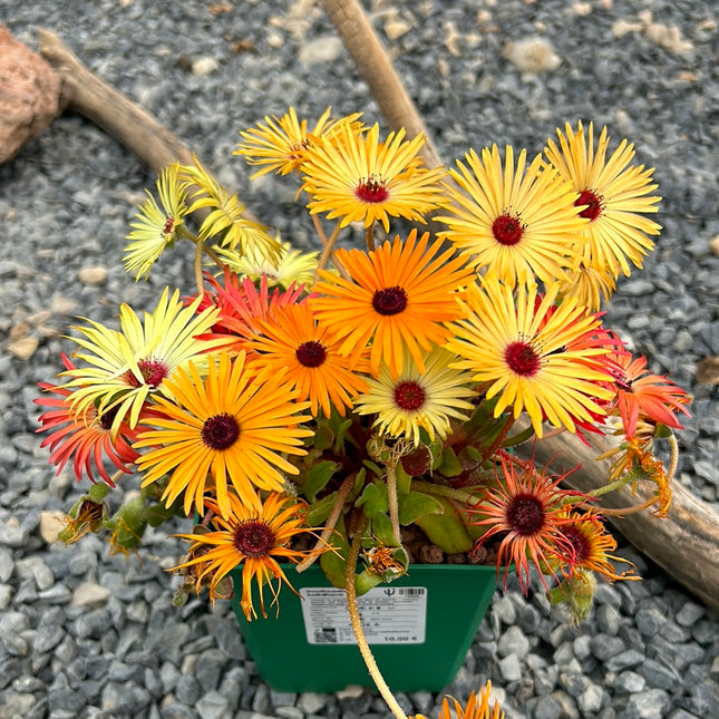 Dorotheanthus bellidiformis