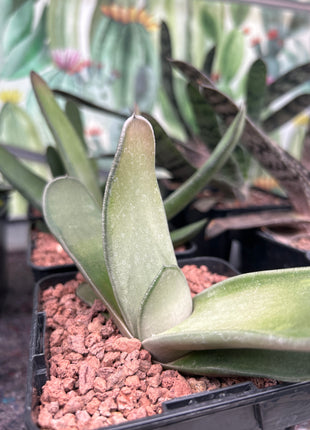 Gasteria bicolor 'Biriformis'