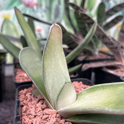 Gasteria bicolor ‘Biriformis’