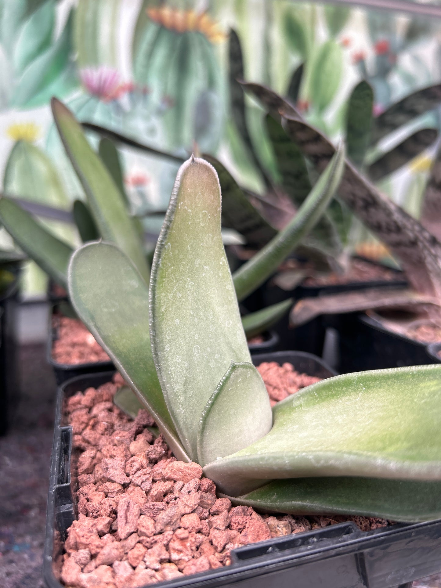 Zweifarbige Gasteria 'Biriformis'