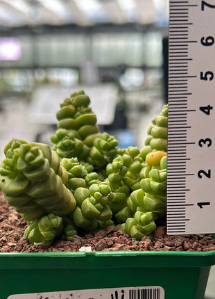 Crassula marchandii