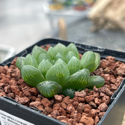 Haworthia cooperi var. dielsiana