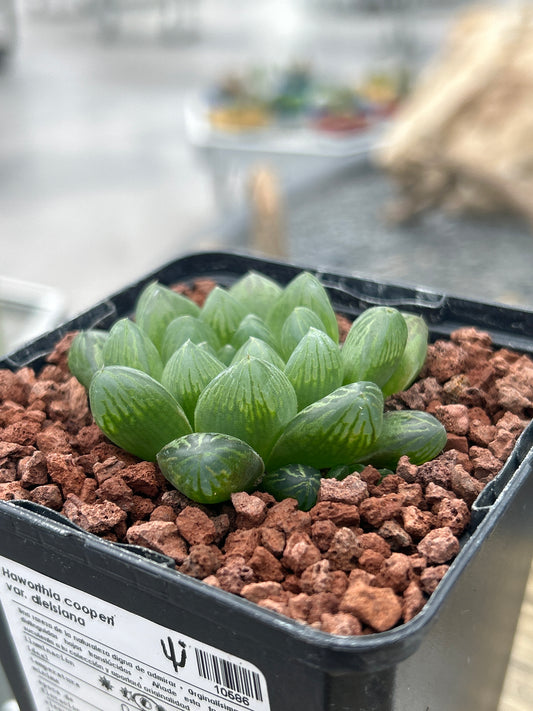 Haworthia cooperi var. dielsian