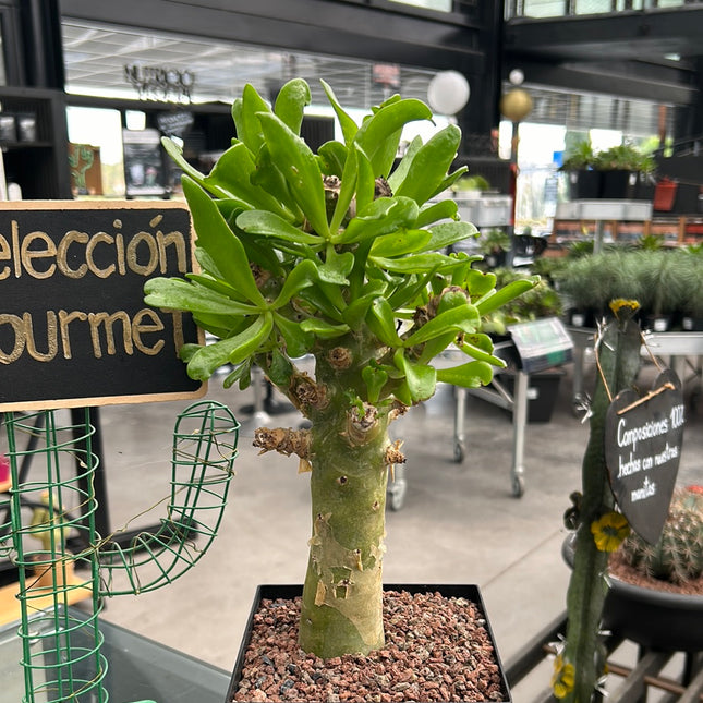 Tylecodon paniculatus