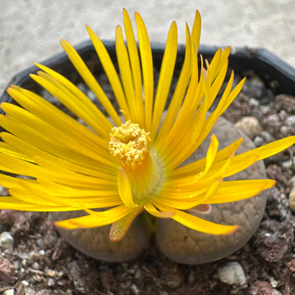 Lithops aucampiae subsp. aucampie var. Aucampie ‘Storms’ C257