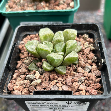 Haworthia suberecta var. pallidifolia