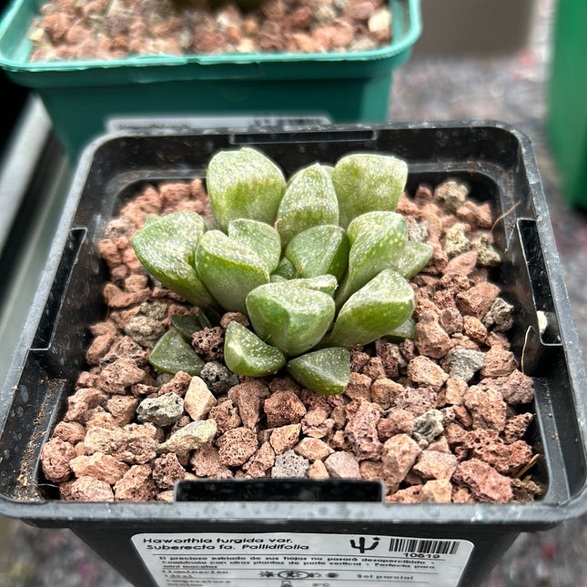 Haworthia suberecta var. pallidifolia