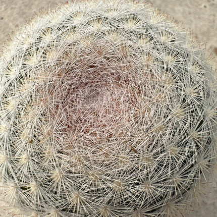 Mammillaria formosa subsp. microthele | Biznaga Corona de nieve