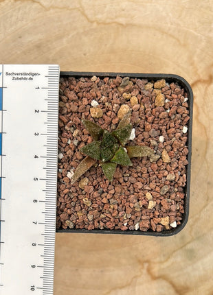 Ariocarpus bravoanus v. hintonii CITES P-IT-1004