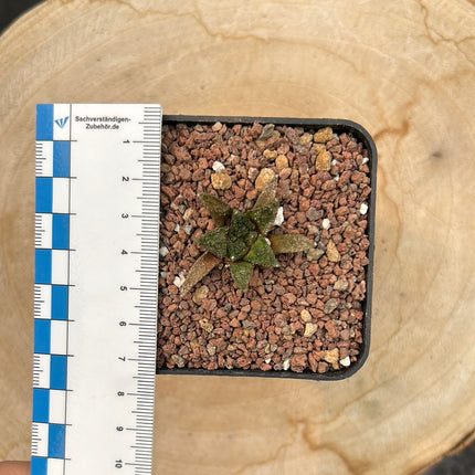 Ariocarpus bravoanus v. hintonii CITES P-IT-1004