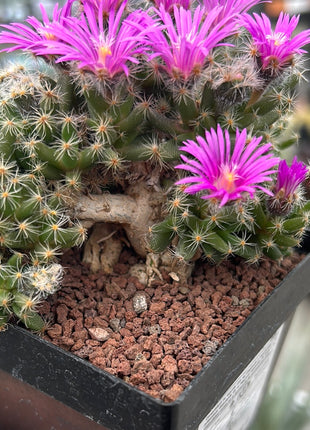 Trichodiadema densum