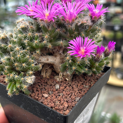 Trichodiadema densum