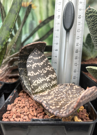 Gasteria brachyphylla var. bayeri