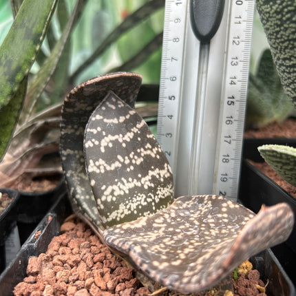 Gasteria brachyphylla var. bayeri