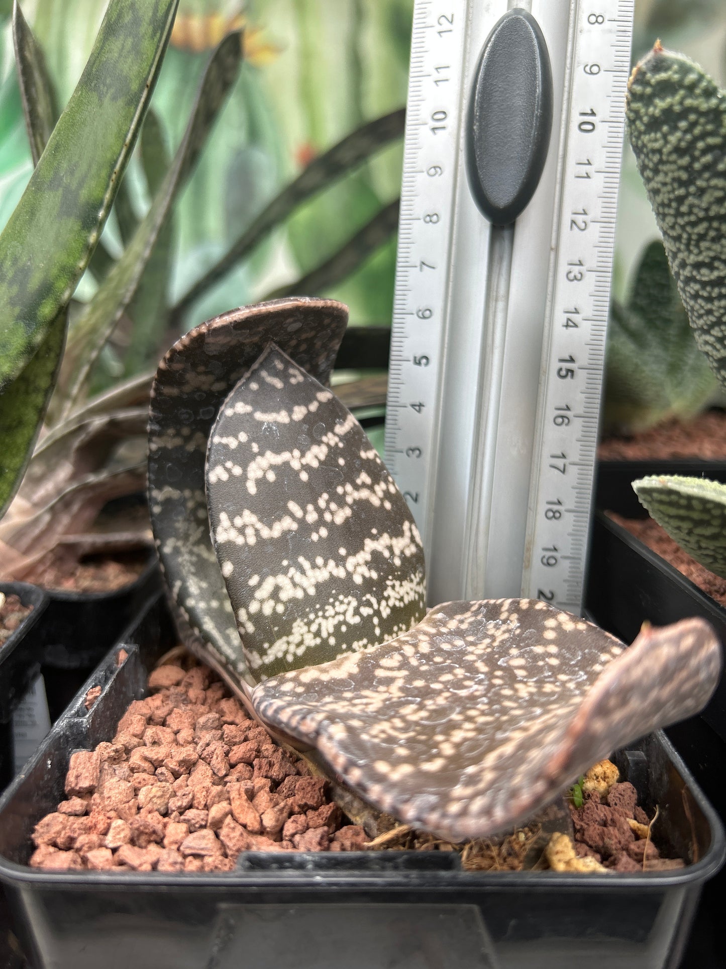 Gasteria brachyphylla var. bayeri