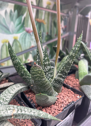 Gasteria excelsa