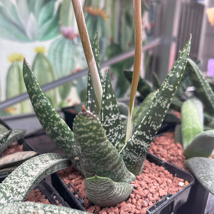 Gasteria excelsa