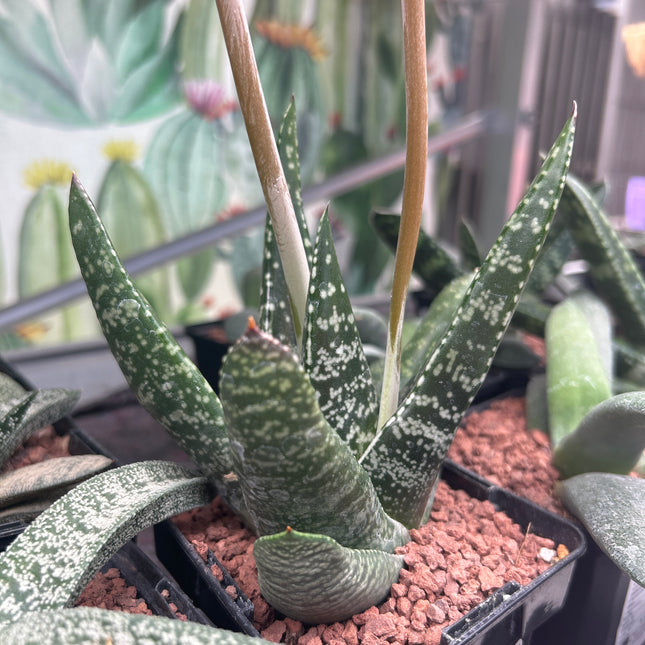 Gasteria excelsa