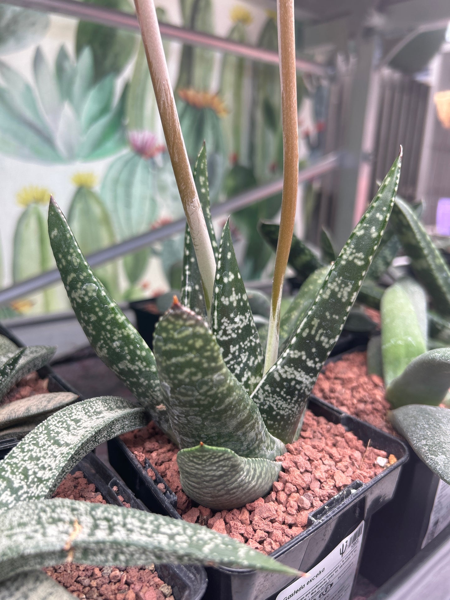 Gasteria excelsa