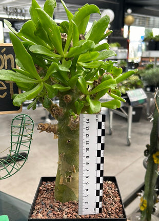 Tylecodon paniculatus
