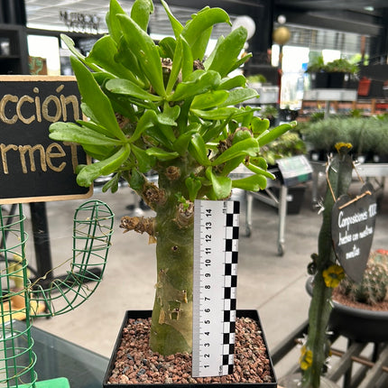 Tylecodon paniculatus