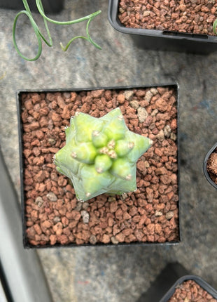 Myrtillocactus geometrizans cv Fukurokuryuzinboku (Teta Cactus)