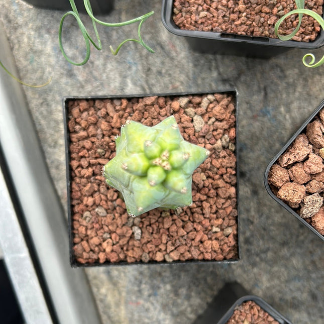 Myrtillocactus geometrizans cv Fukurokuryuzinboku (Cactus Teta)