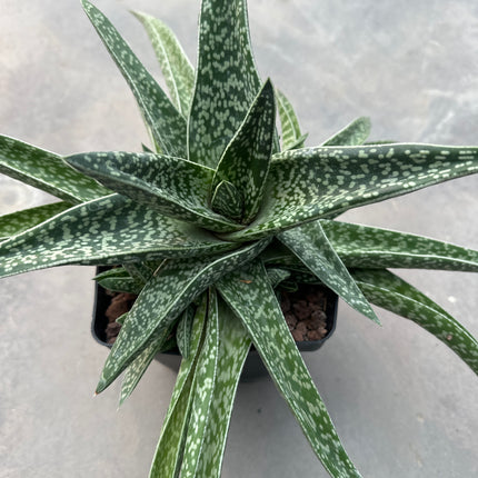 Gasteria acinacifolia | Gasteria Cimitarra de la Costa