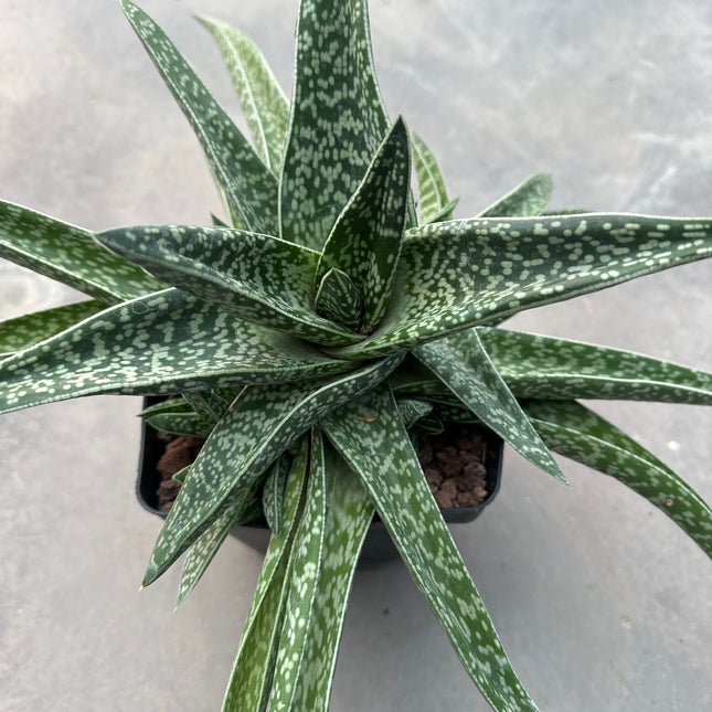 Gasteria acinacifolia | Gasteria Cimitarra de la Costa