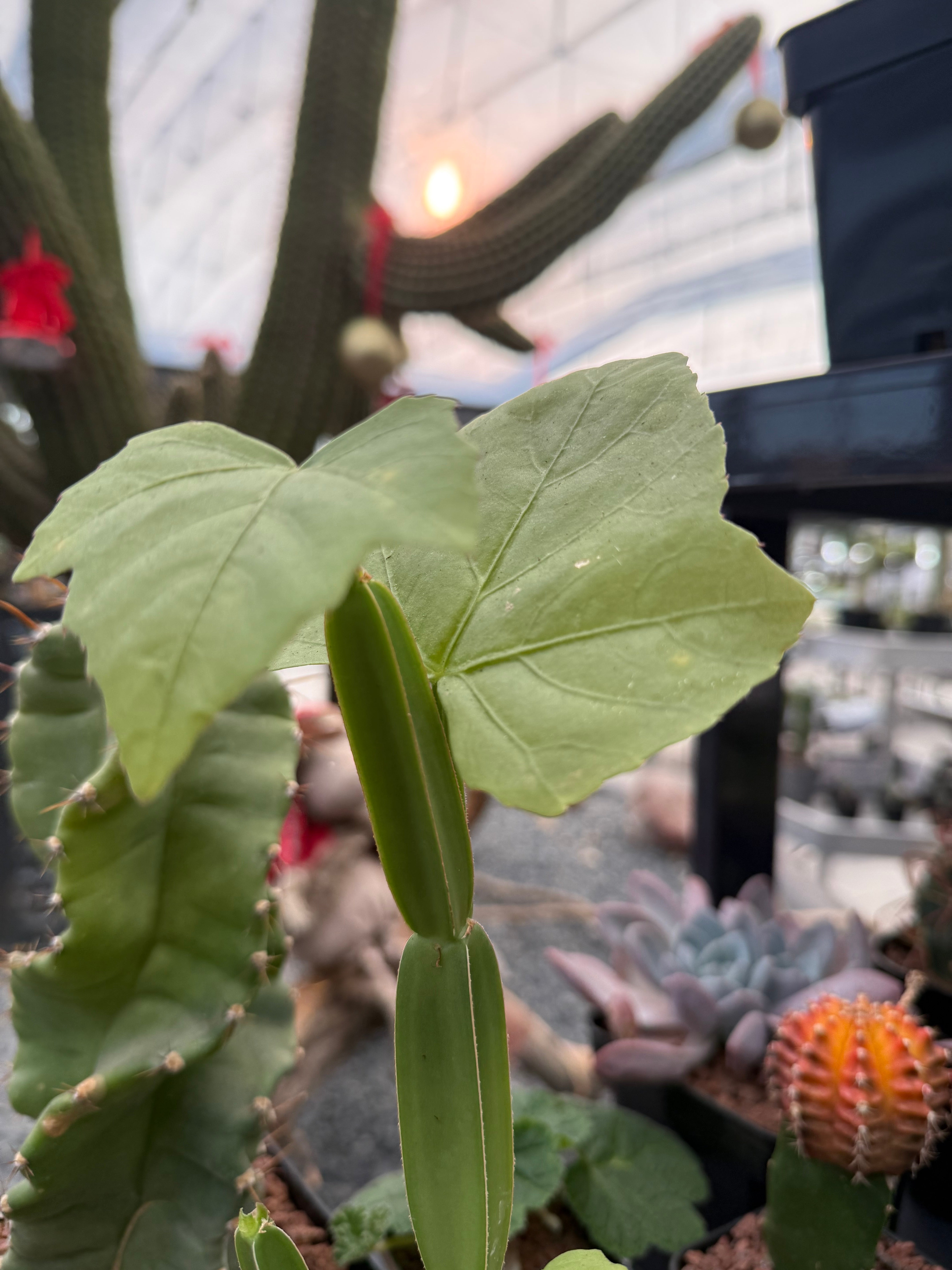 cissus succulent Cissus quadrangularis – DesertSTORE.es