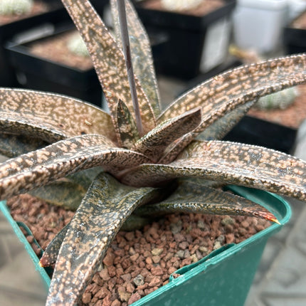 x Gasterworthia 'Fandango'