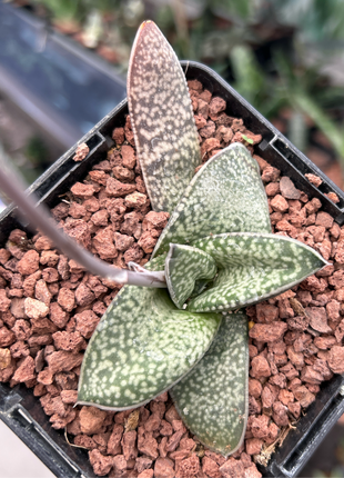 Gasteria vlokii