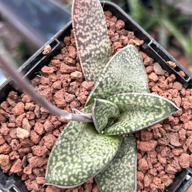Gasteria vlokii
