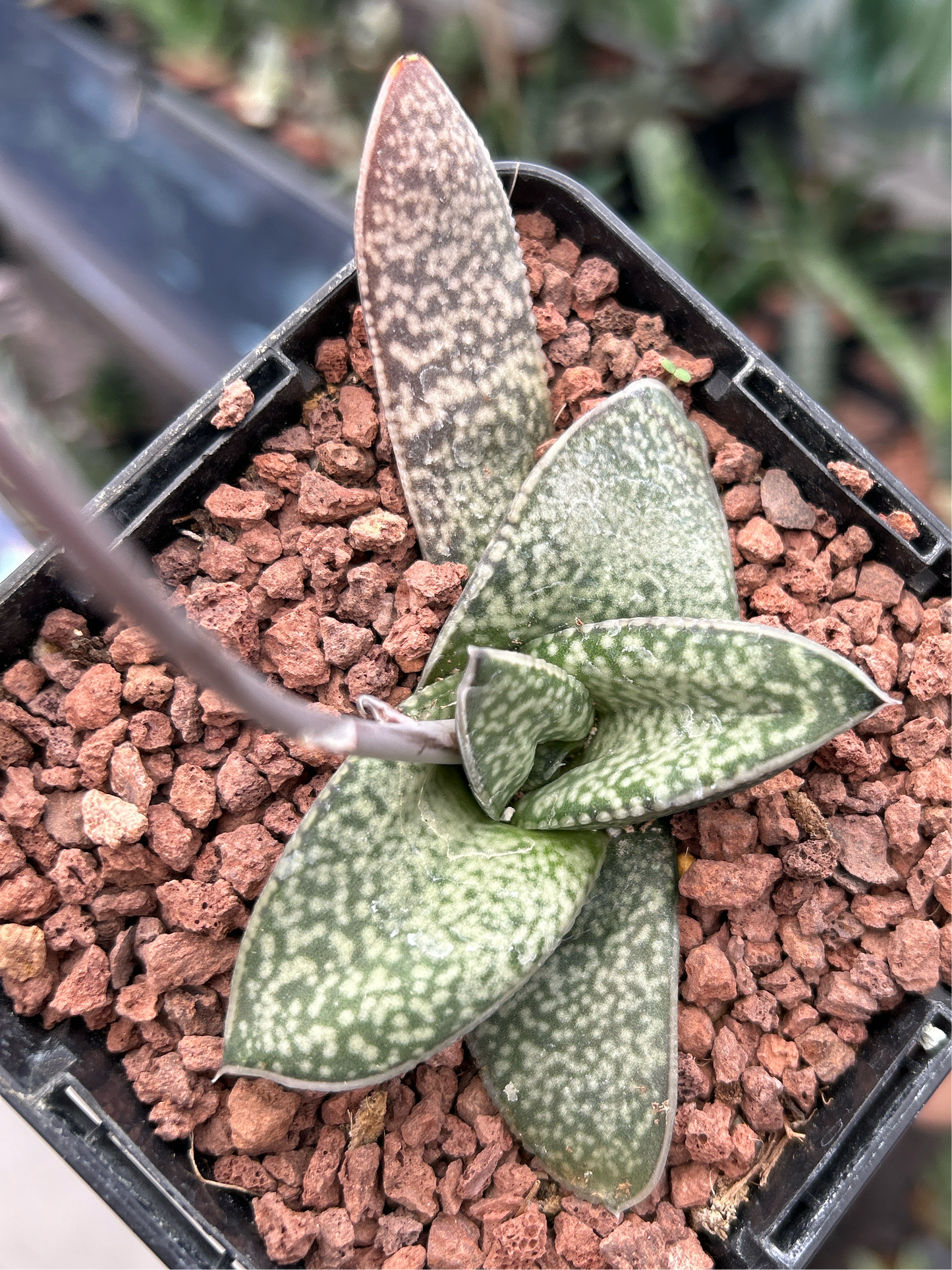 Gasteria vlokii