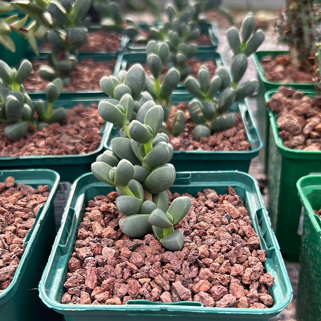 Corpuscularia lehmanni