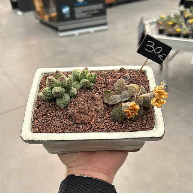 Zusammensetzung der Aizoaceae