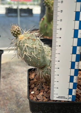 Tephrocactus alexanderi