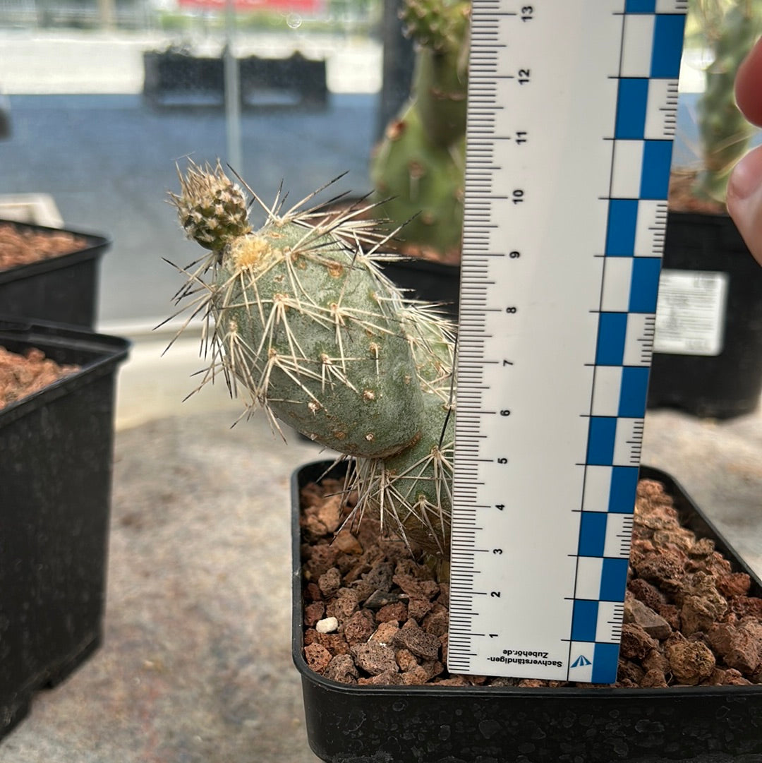 Tephrocactus alexanderi