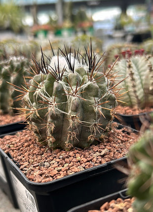 Neoporteria floccosa