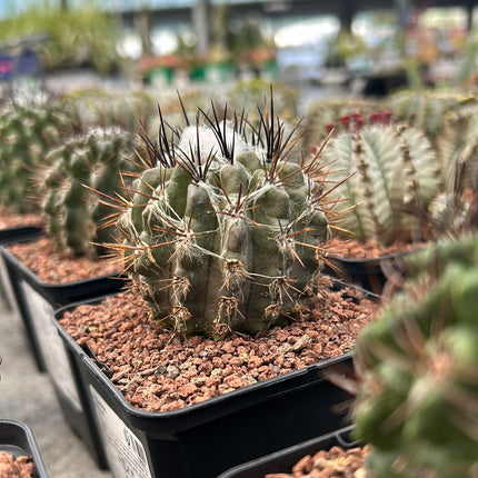 Neoporteria floccosa
