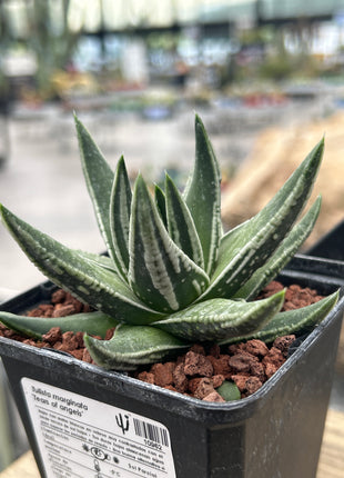 Tulista marginata 'Tears of angels'