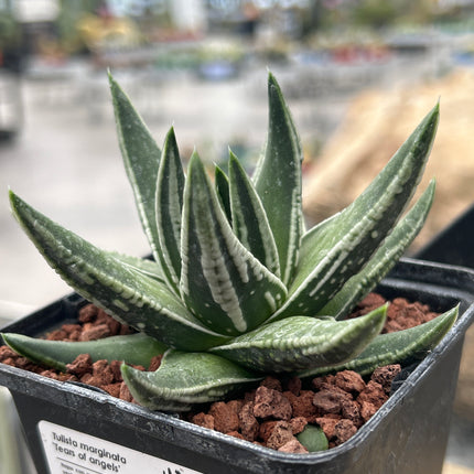 Tulista marginata 'Tears of angels'