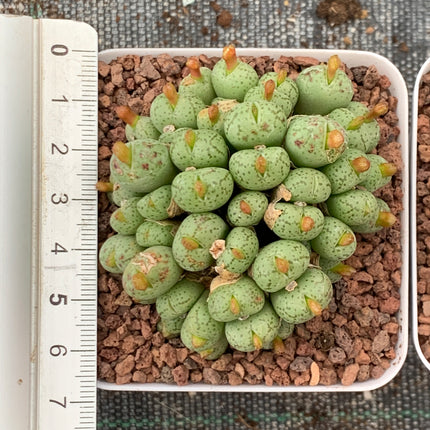 Conophytum flavum subs. novicium